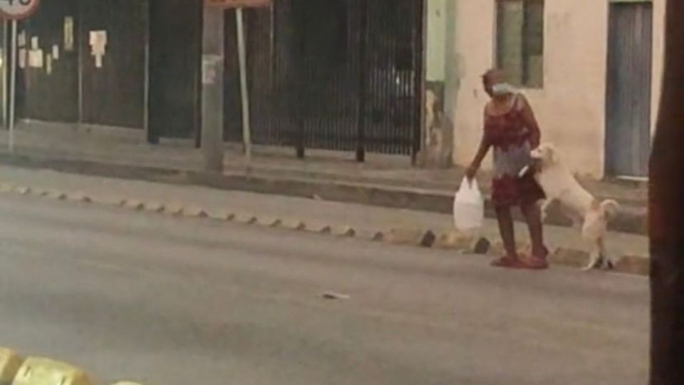 Imagen del momento en que el perro y la señora cruzan la calle. Foto: Especial