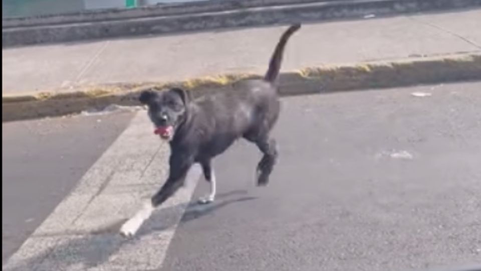 El perrito fue abandonado en las inmediaciones de Viaducto (Foto: Captura de pantalla)