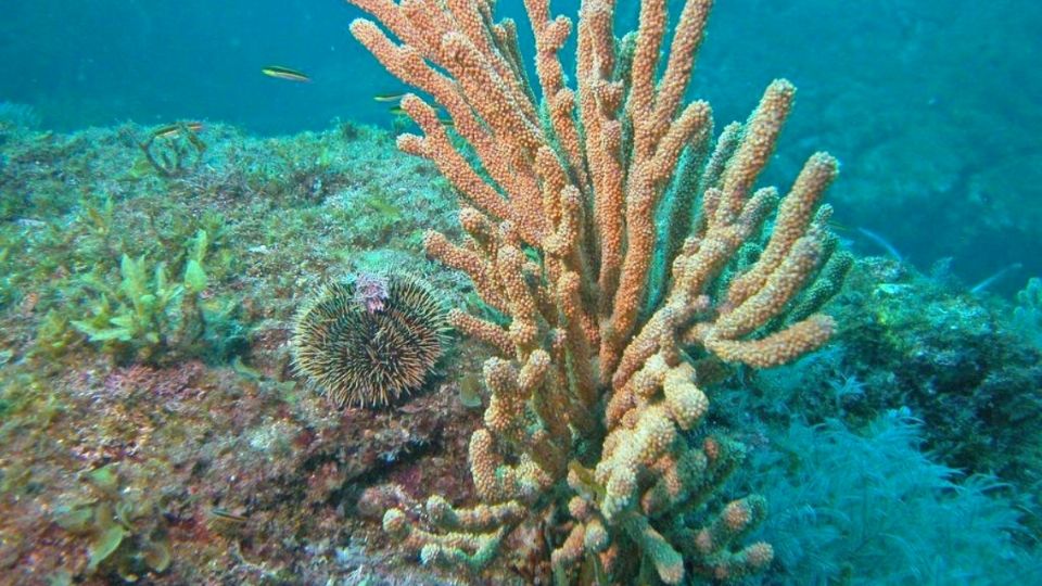 Las áreas naturales protegidas marinas están reprobadas.