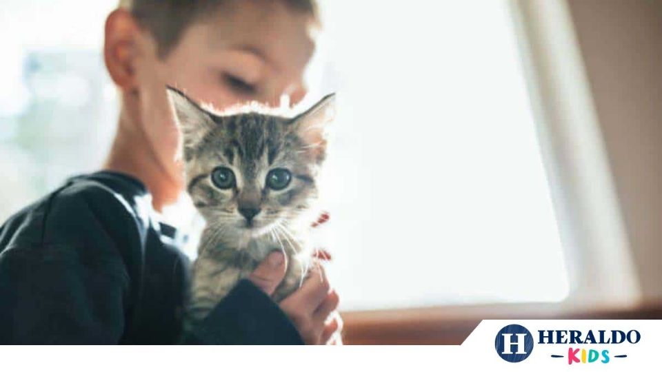 Los gatitos son excelentes mascotas para los niños pequeños Foto: Especial