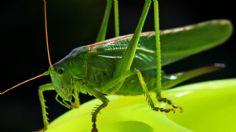 Tres plantas ideales para mantener alejados a los GRILLOS de tu casa y jardín