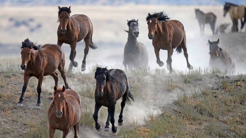 Sacrificarán 10 mil caballos en Australia para proteger la flora y fauna; noticia indigna las redes