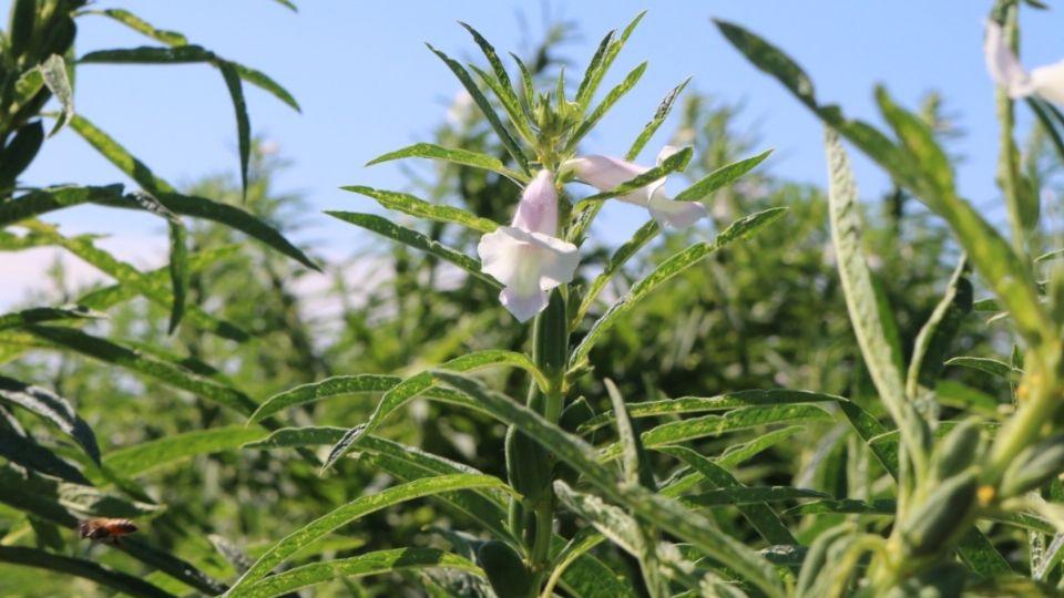 CCEM pide al gobierno de Edomex apoyar sector agropecuario (Foto: Especial)