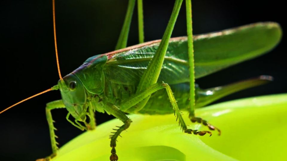 Cómo ahuyentar a los grillos de manera natural. FOTO: Pixabay