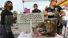 Mercado de Sonora: ¿Qué pasó con los gatos que rescataron del incendio?