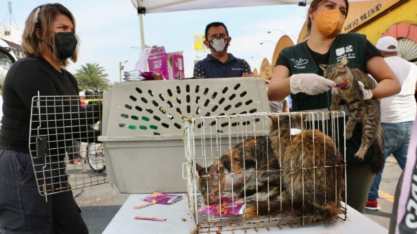 Mercado de Sonora: ¿Qué pasó con los gatos que rescataron del incendio?