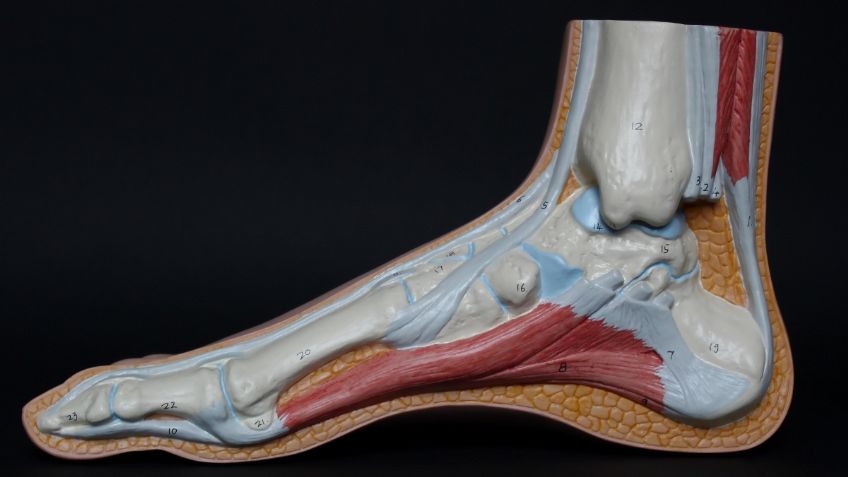 Qué es la fascitis plantar, la lesión que todo deportista debe tener en cuenta