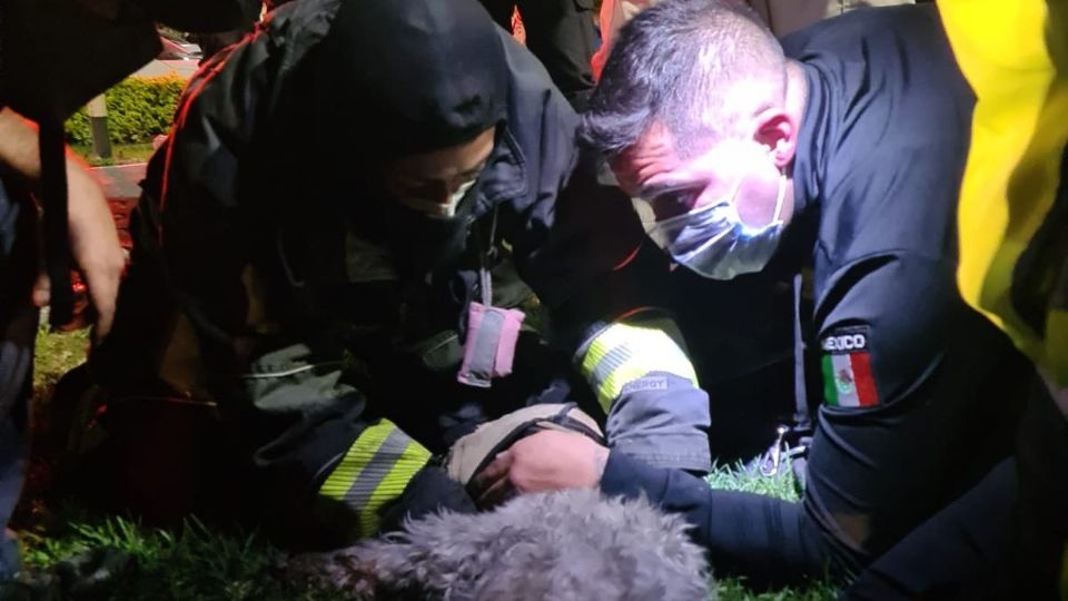 Paramédicos y Bomberos estaban decididos a salvar al can. Foto: Especial