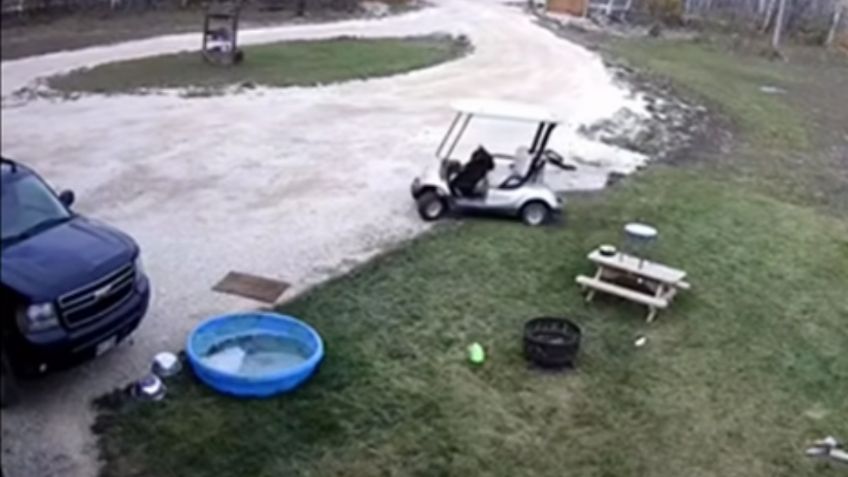 Perro maneja carrito de golf, choca contra el auto de su humana y huye como si nada: VIDEO VIRAL