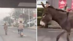 Burro escapa de restaurante chino donde se lo iban a comer y se hace viral: VIDEO