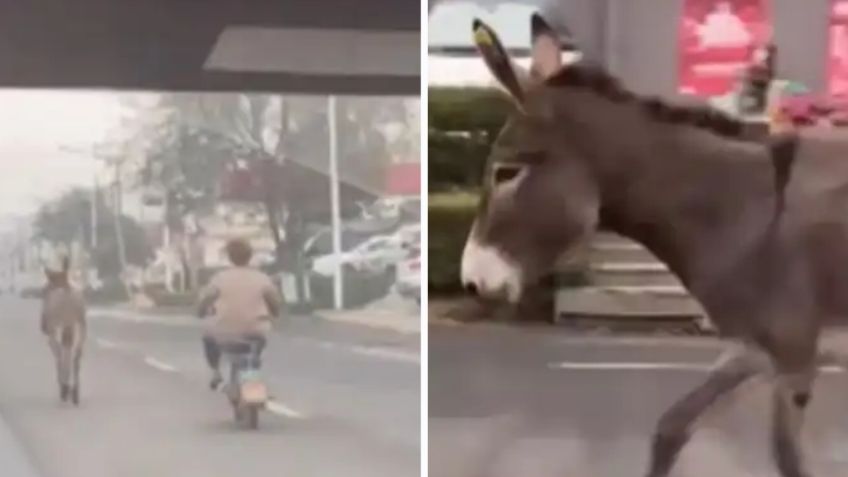 Burro escapa de restaurante chino donde se lo iban a comer y se hace viral: VIDEO