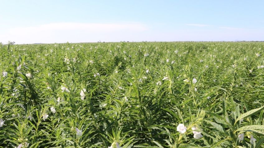 Necesario resolver tema de altos costos de agroquímicos en campos de Sinaloa