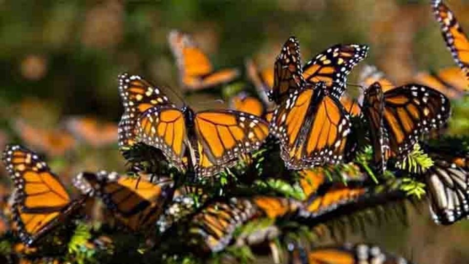 Todos los años, los santuarios de la mariposa monarca es visitada por miles de turistas. Foto: Archivo