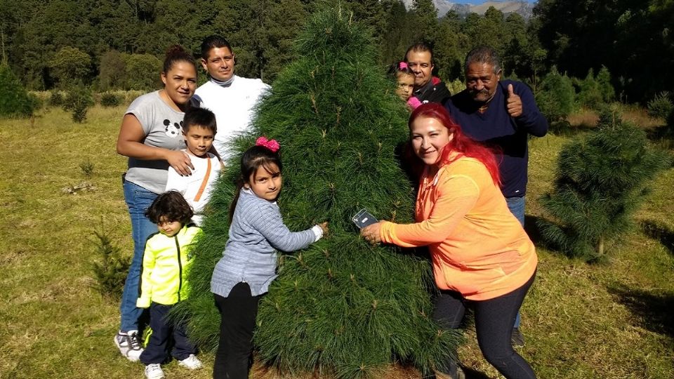 Los productores de árboles de Navidad en Edomex están listos para arrancar la venta de temporada. Foto: Especial