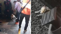 Metro CDMX: Así fue el rescate de un perrito atrapado en las vías de la estación Chabacano