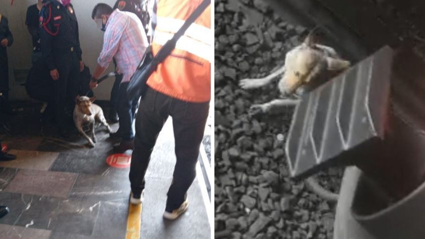 Metro CDMX: Así fue el rescate de un perrito atrapado en las vías de la estación Chabacano