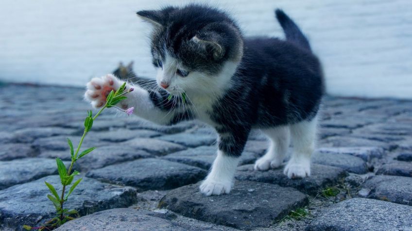 Conoce las 3 señales para saber si tu mascota es feliz