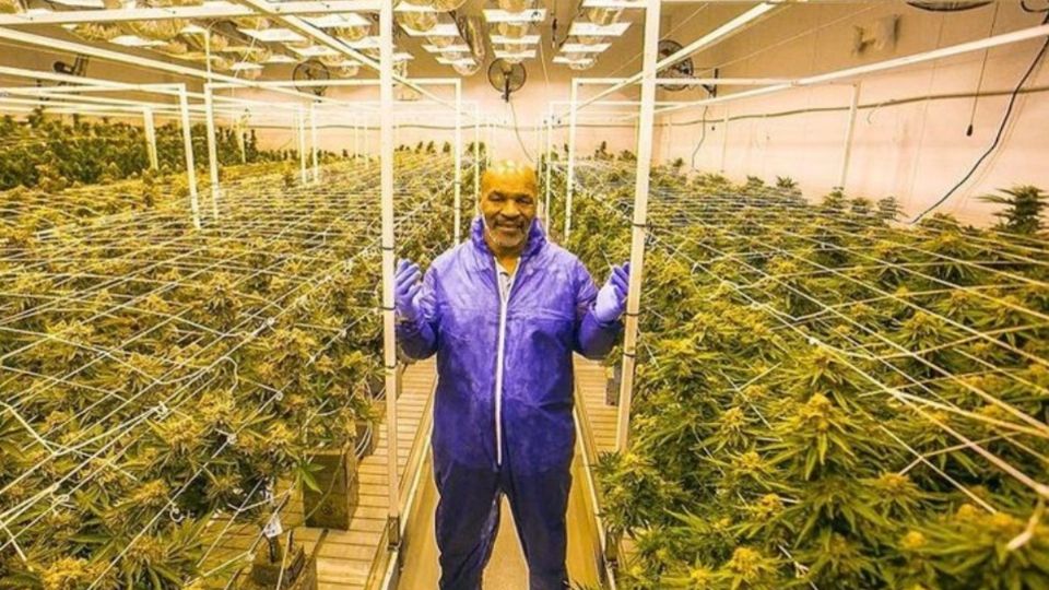 Mike genera cerca de 50 mil dólares mensuales con su plantío de marihuana  (Foto: Instagram)