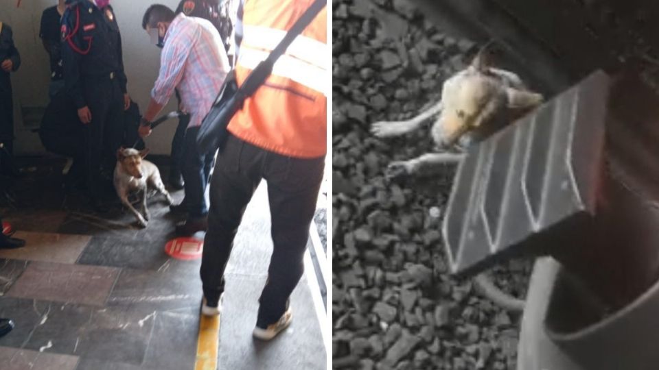 Elementos de la SSC rescatan a perrito atrapado en la estación Chabacano del Metro en la CDMX. Foto: Twitter @SSC_CDMX
