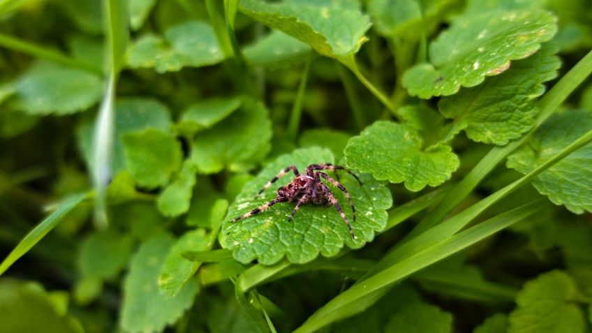 5 plantas para alejar a las arañas de tu hogar y jardín