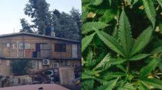 CDMX: SSC localiza huerto de marihuana en domicilio de Tlalpan | FOTOS