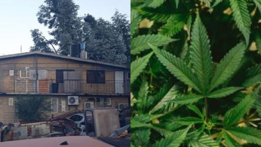 CDMX: SSC localiza huerto de marihuana en domicilio de Tlalpan | FOTOS