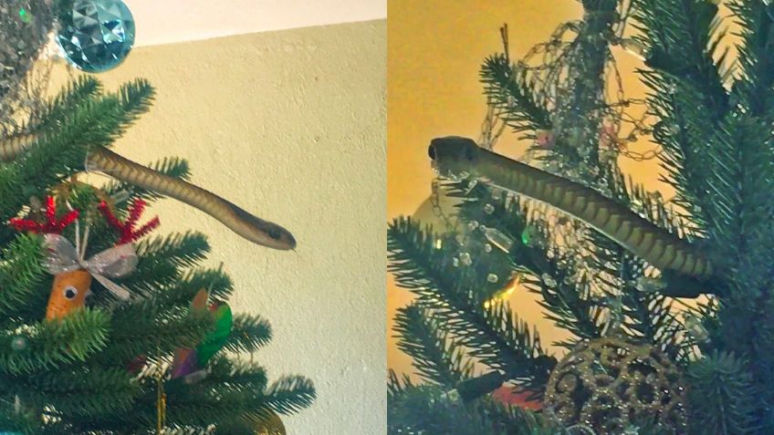 Familia descubre serpiente escondida en un árbol de Navidad