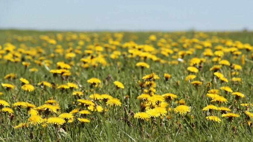 Diente de león: ¿Cómo perder peso con esta planta?