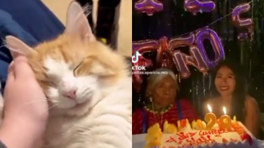 Yalitza Aparicio rompe piñata en su cumple y gatita da abrazo por adoptarla: Los mejores TikTok de este 14 de diciembre