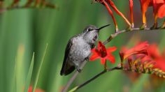 3 flores que transformarán tu jardín en una atracción para colibríes