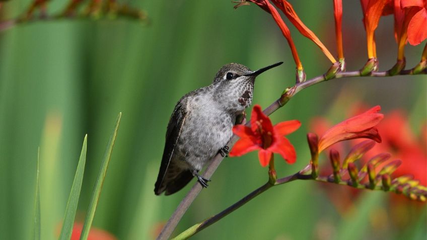 3 flores que transformarán tu jardín en una atracción para colibríes