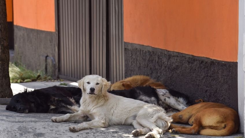 Tragedia en Edomex: Denuncian envenenamiento masivo de perros | IMÁGENES FUERTES