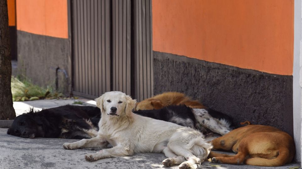 Los hechos habrían ocurrido en calles de Almoloya del Río
(Foto: Cuartoscuro)