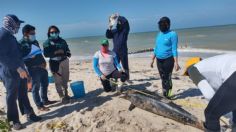 Autoridades de Yucatán en alerta por varamientos masivos de delfines