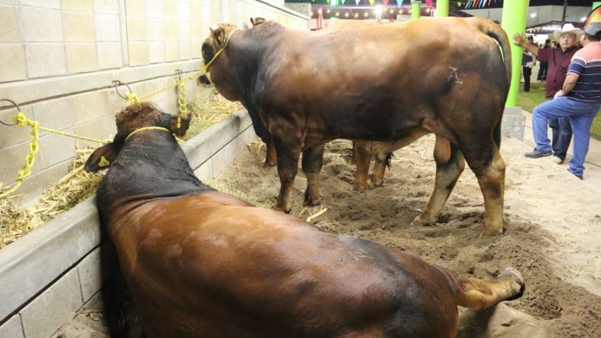 Sector ganadero enfrenta con éxito dos años de pandemia y aumento de precios