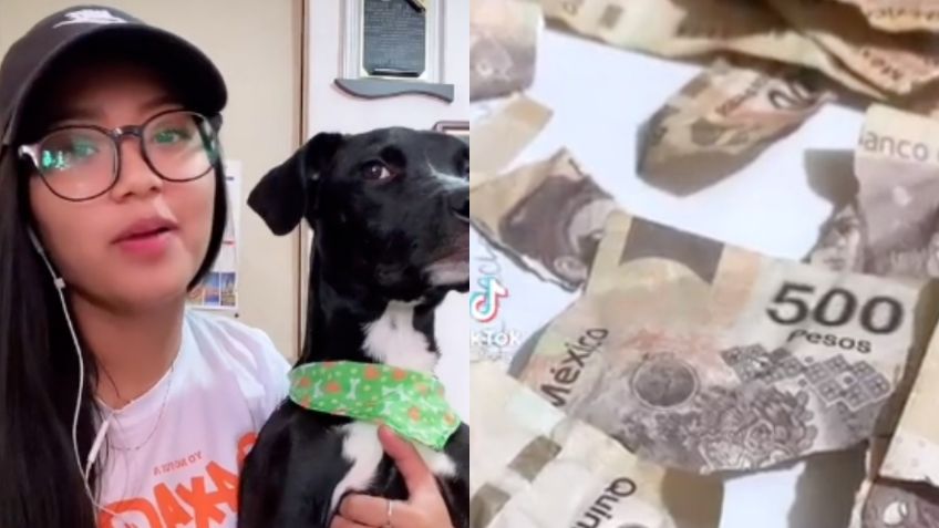 "No lo regañé y no era mi aguinaldo": Tiktoker revela la verdad sobre el perrito que se comió los billetes