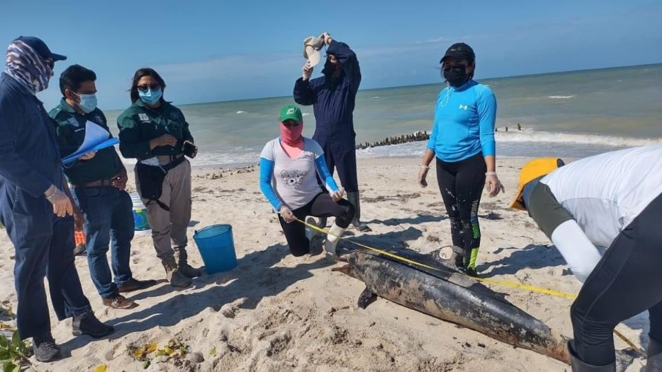 Tres ejemplares recalaron muertos en Progreso y probablemente pertenecían al grupo que apareció en Holbox Foto: Especial