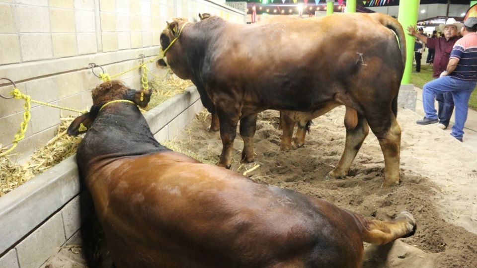 Senasica ha sido un aliado permanente para los productores.