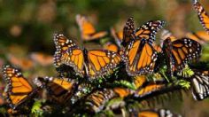 AMLO llama a cuidar los bosques de Valle de Bravo y a la mariposa monarca