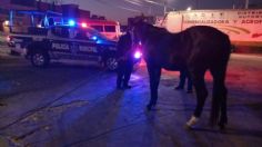 Policías rescatan a caballo que trotaba en la México-Pachuca; Eclipse ya volvió con su dueño | VIDEO