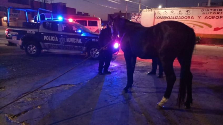 Policías rescatan a caballo que trotaba en la México-Pachuca; Eclipse ya volvió con su dueño | VIDEO