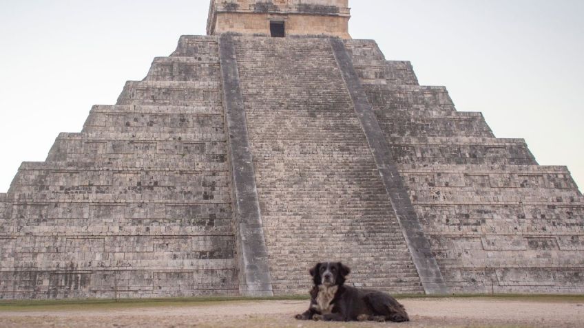 Perritos deambulan en Chichén Itzá; anuncian que serán rescatados