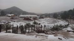 FRENTE FRÍO 14: Durango se cubre de nieve y pone en alerta a las autoridades | FOTOS