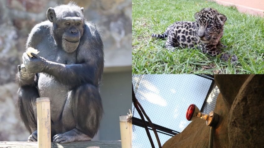 Protegen a animales del frío en el Parque Ecológico Zacango