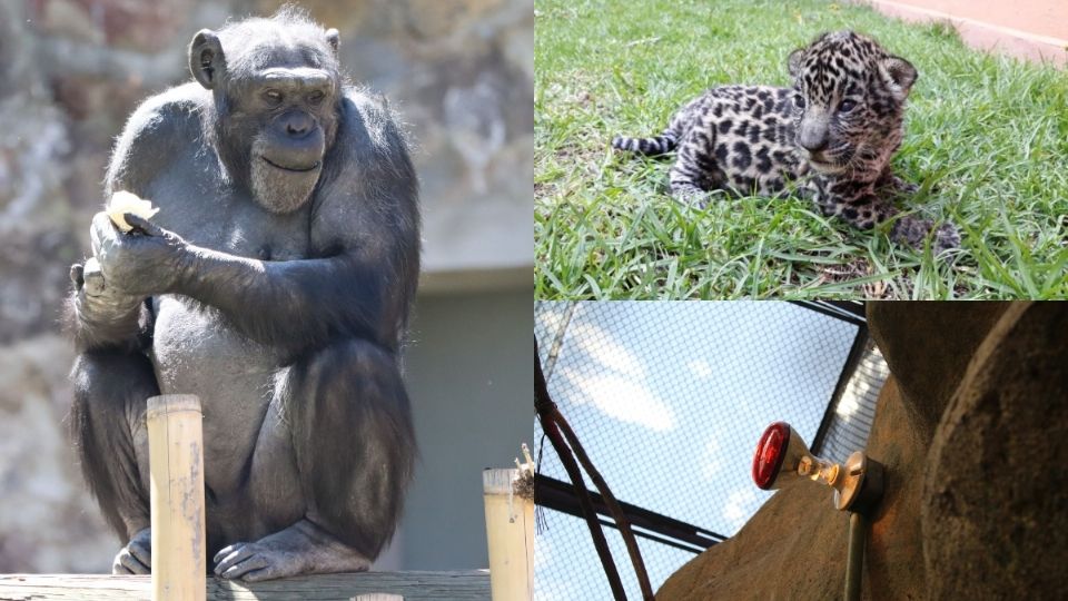 UN SITIO CÓMODO. Los domingos, el zoológico es visitado hasta
por cinco mil personas. Fotos: Especiales