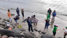 ¡Tragedia marina! Encallan 10 delfines en playas de Boca del Río