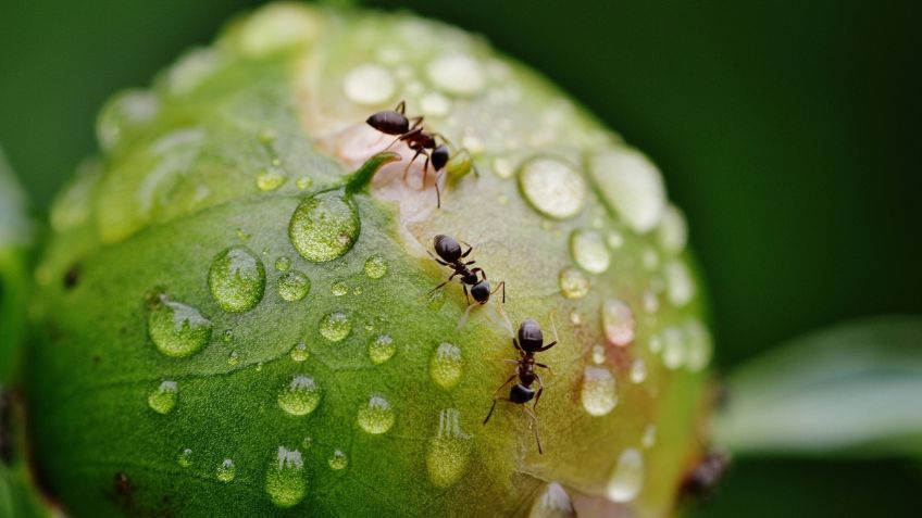 3 plantas anti hormigas que también embellecerán tu jardín