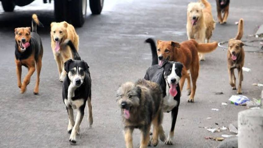 Con campaña "Todos coludos, todos felices"; Morelia, buscan evitar ventas navideñas de mascotas