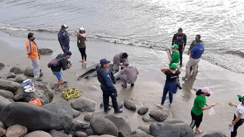 ¡Tragedia marina! Encallan 10 delfines en playas de Boca del Río