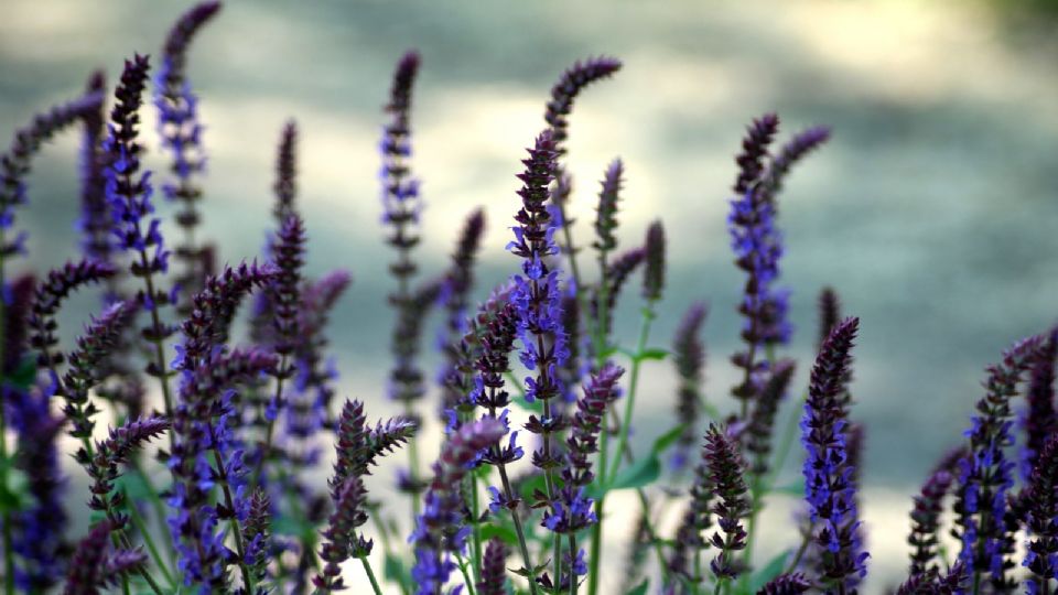 Conoce los beneficios de la salvia. (Foto: Pixabay)